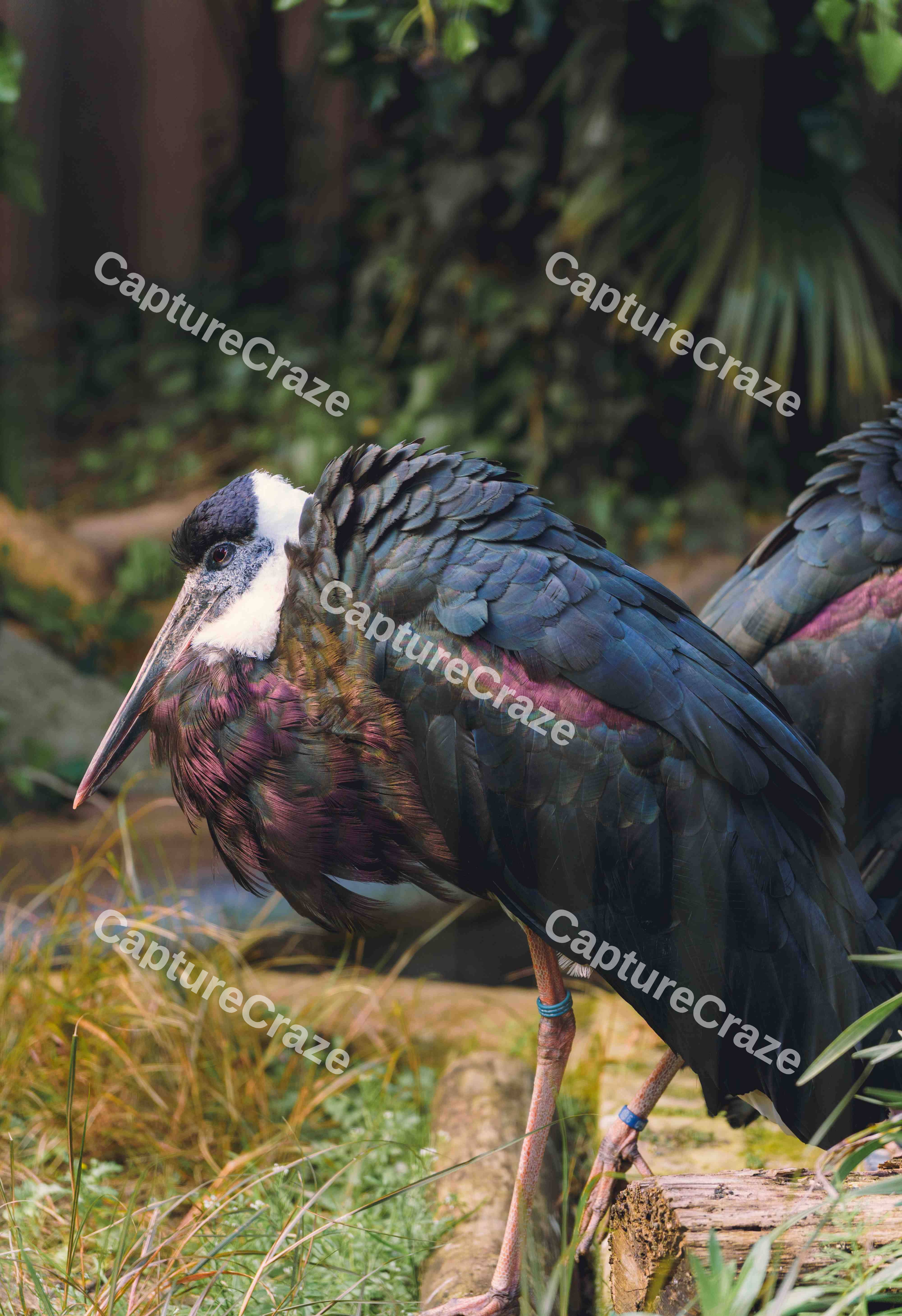 Wooly Necked Stork (Variation)